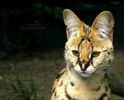 Serval          [PRINT WITHOUT WATERMARK]