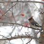 Waxwing