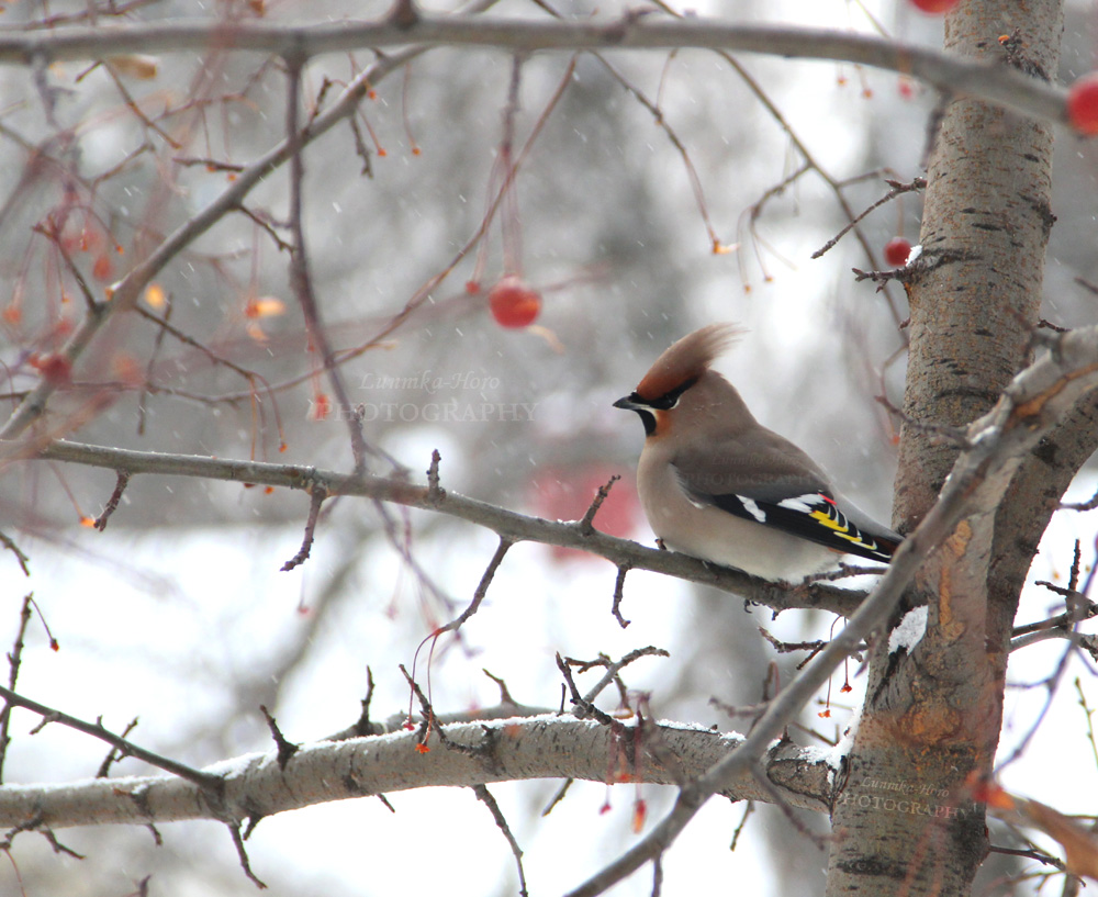 Waxwing