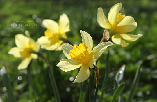 Narcissus