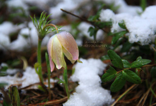 Pulsatilla