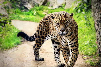 Jaguar