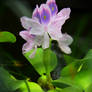 Water hyacinth