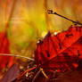 Autumn ants