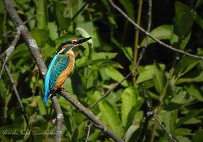 Kingfisher