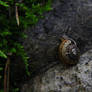 Cute little snail :3
