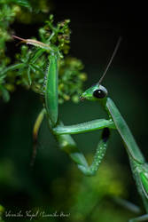 Mantis religiosa by Lunnika-Horo