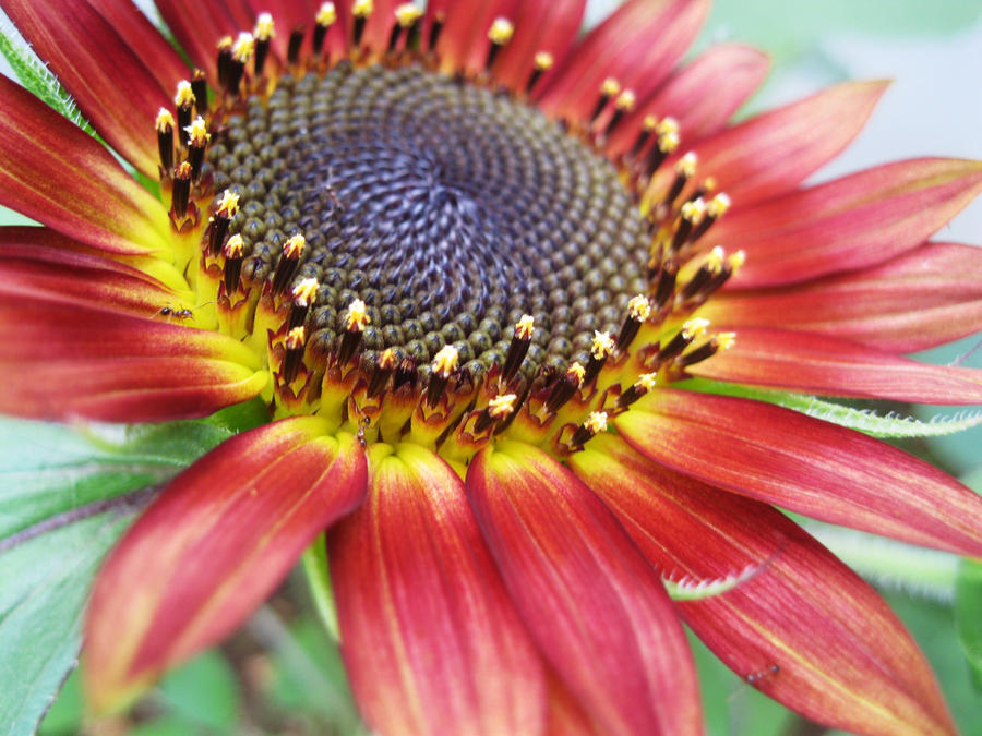 Red Sunflowe Red Sunflower 2 by LouieLovell on DeviantArt