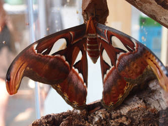 Atlas moth