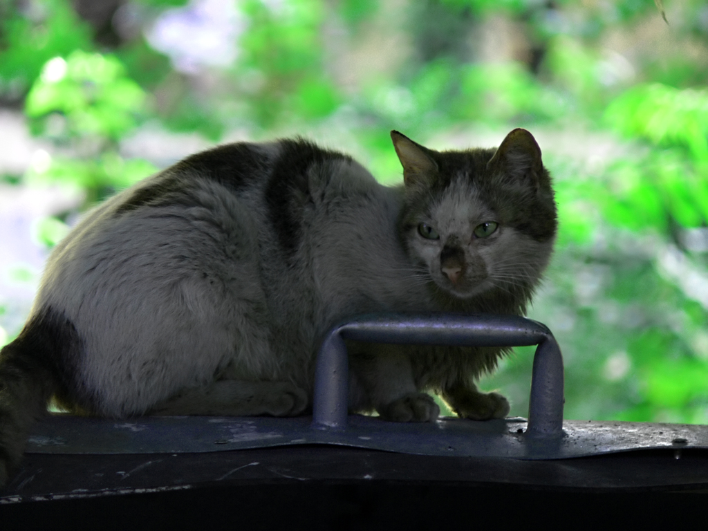 the green eyes of a cat