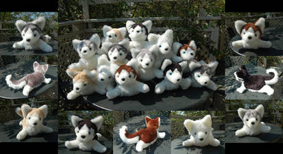 A Dozen Huskies