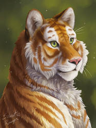 Tabby Tiger Portrait