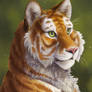 Tabby Tiger Portrait