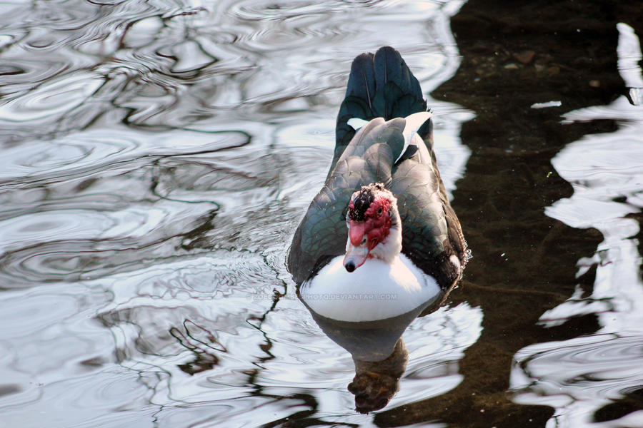 Bird On Water