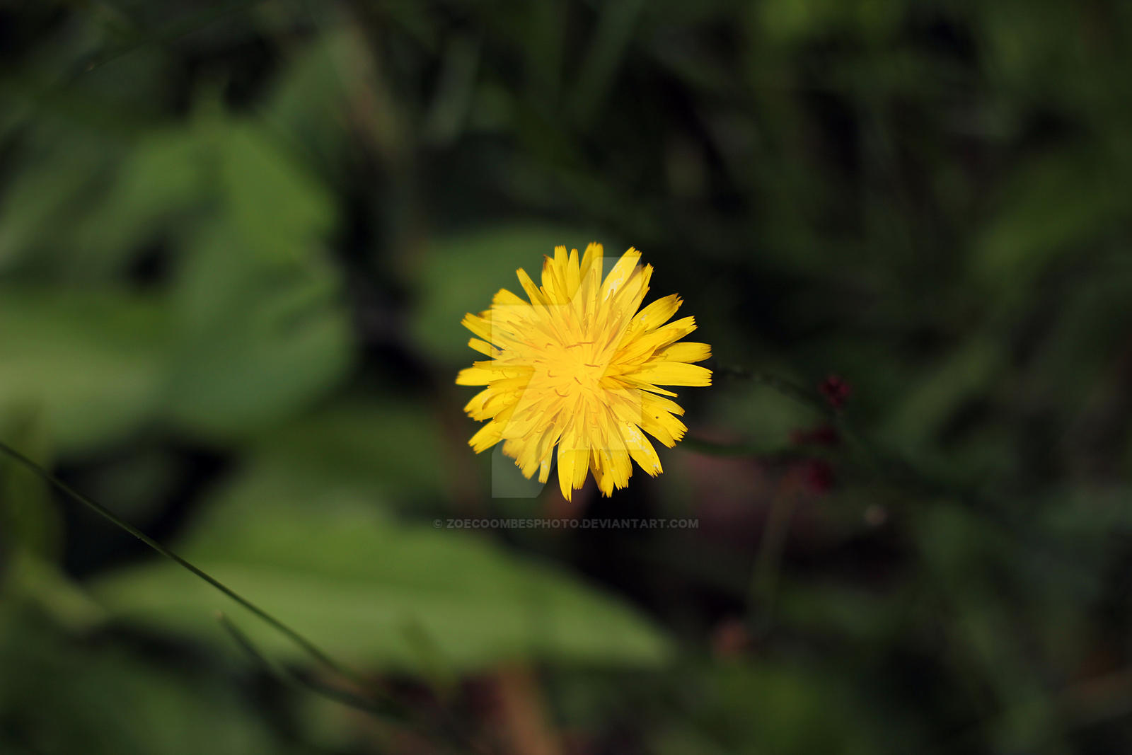 Dandelion