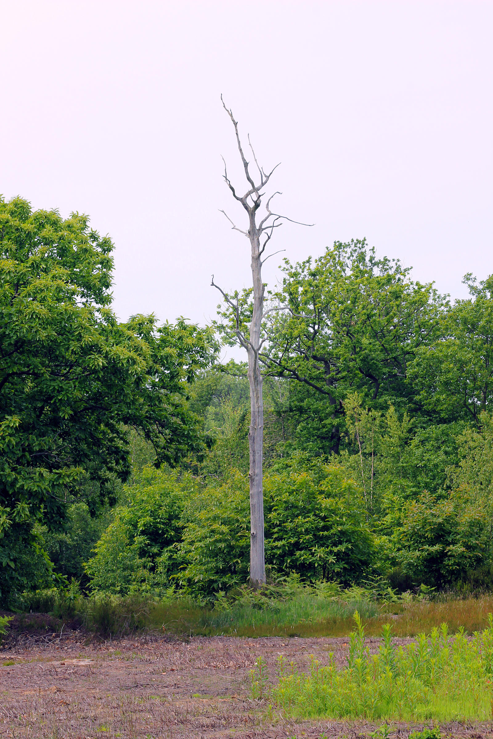 Big Old Tree