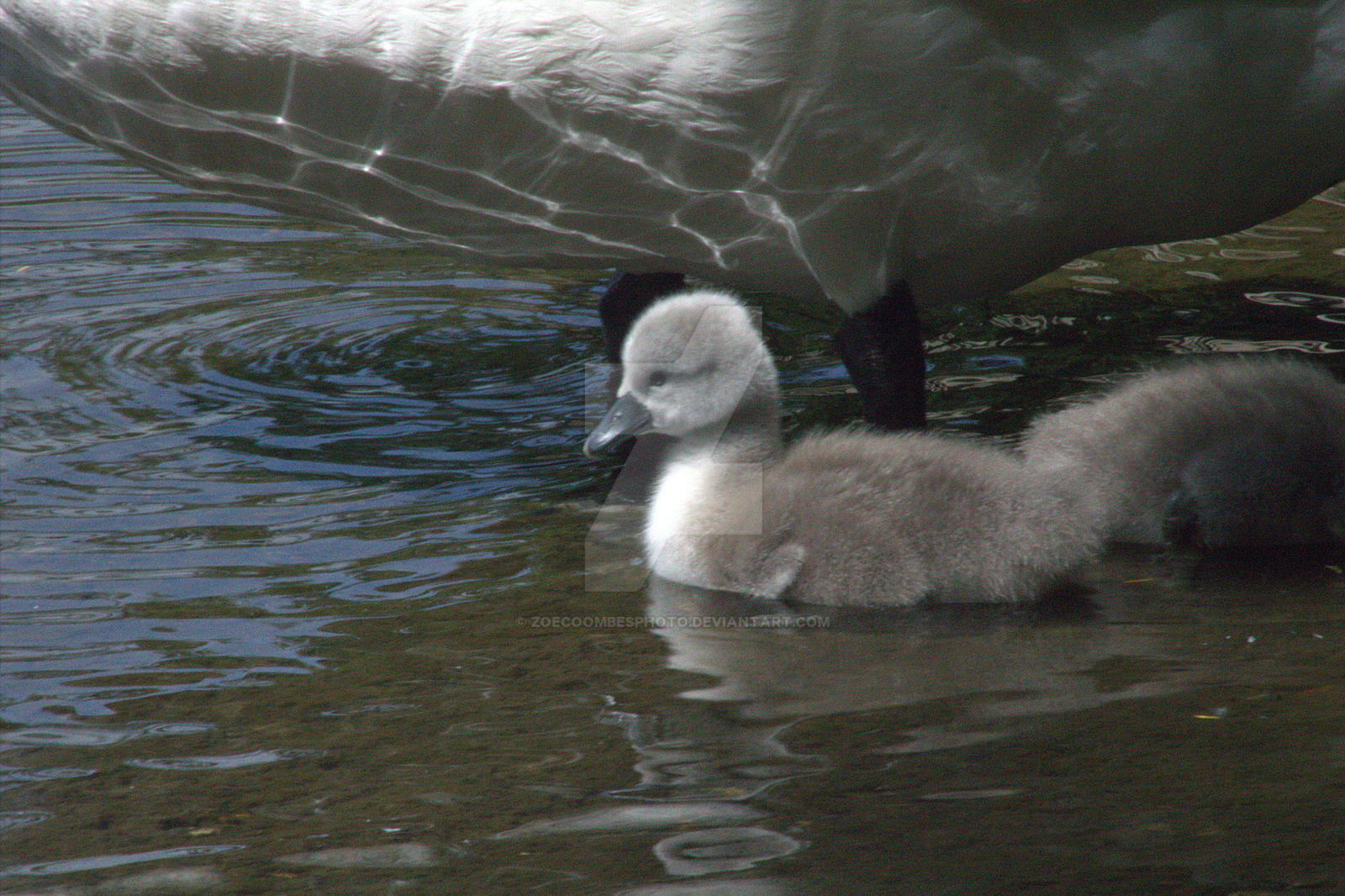 Baby Swans and Mother Swan