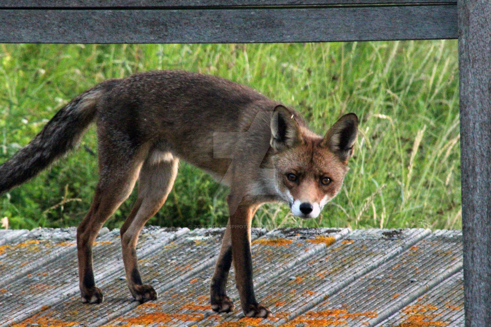 Fox Staring At Camera