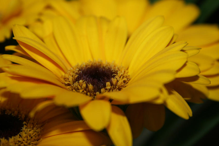 Yellow Gerbera I