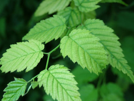 Green leaves