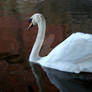 Swan