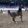 US Nationals - Halter 15
