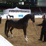 US Nationals - Halter 22