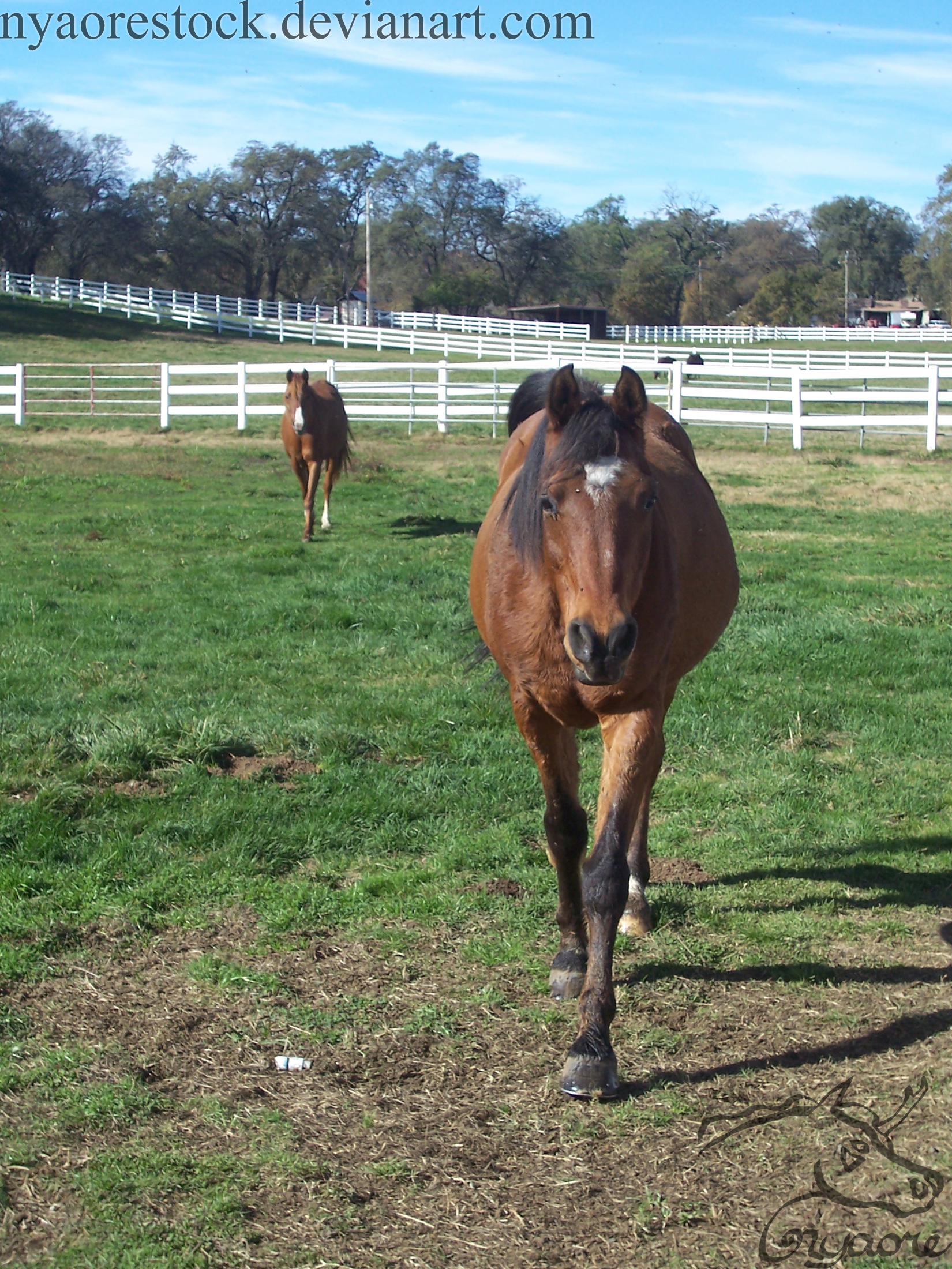 Becker Stables - Echelon 01