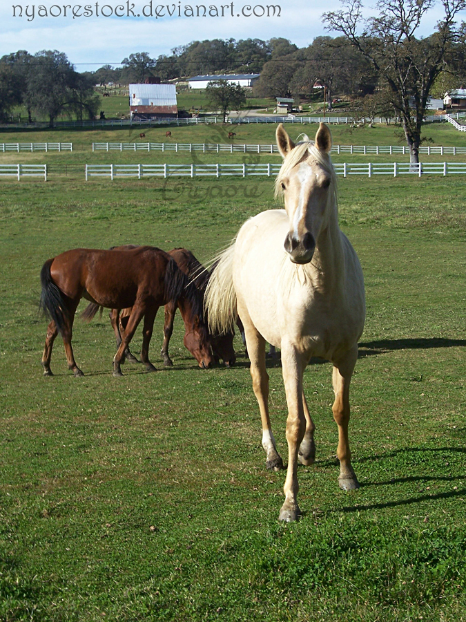 Becker Stables - Yearlings 04