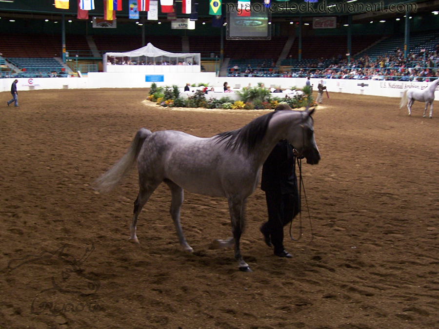 US Nationals 07 Halter Extra 2