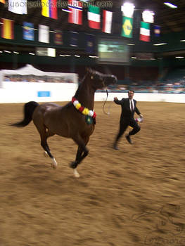 US Nationals 07 Halter Extra 7