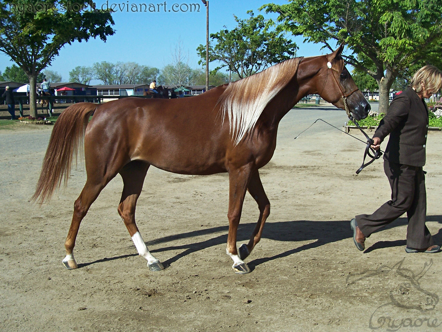 Rancho Murieta 08 - Halter 05