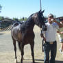 Rancho Murieta 08 - Halter 11