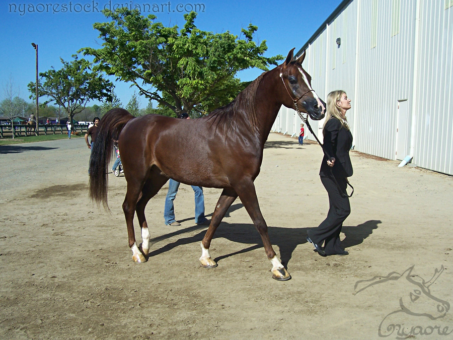 Rancho Murieta 08 - Halter 16