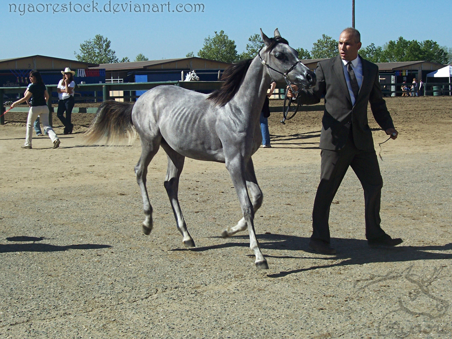 Rancho Murieta 08 - Halter 26