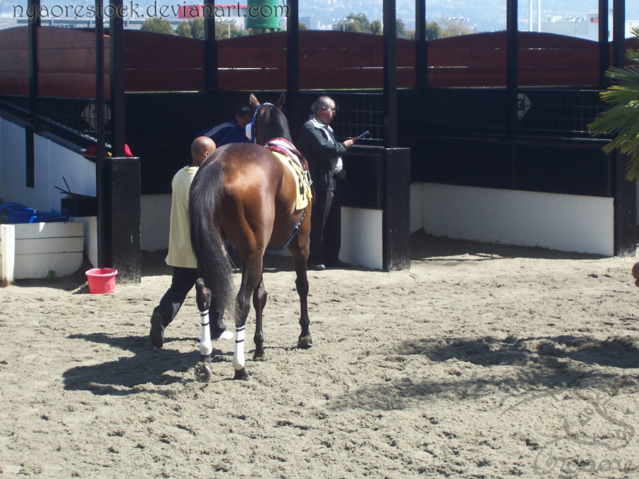 Golden Gate Fields - Racers 13