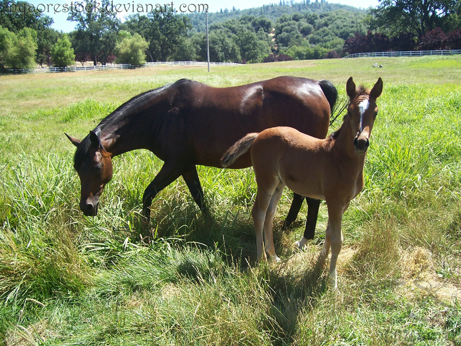 BS - July - Mom+Foal 02