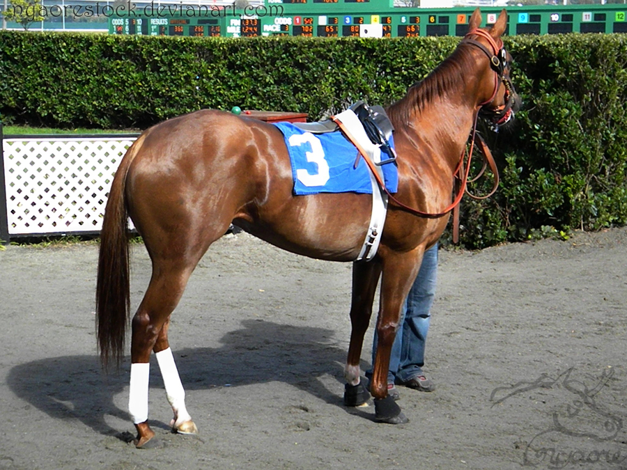 Golden Gate Fields - Racers 43