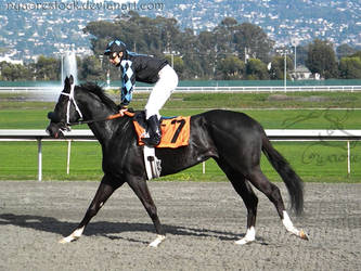 Golden Gate Fields - Racers 51