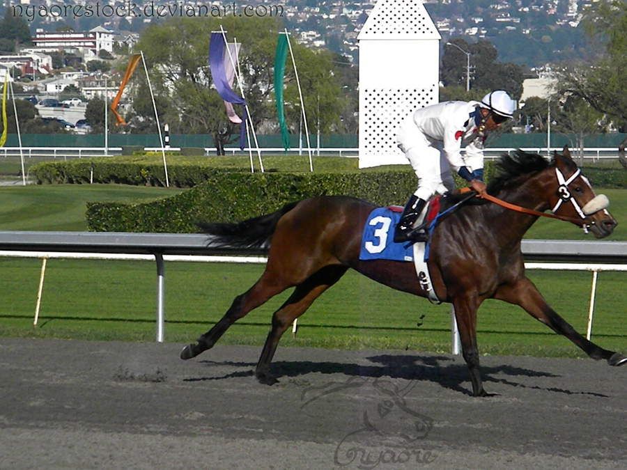 Golden Gate Fields - Racers 55