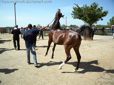 Rancho Murieta - Halter 04