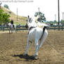 Rancho Murieta - Lunging 01