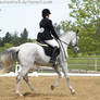 Rancho 2011 - Dressage 03