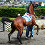 Golden Gate Fields- Racers 122