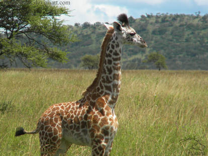 Africa - Baby Giraffe
