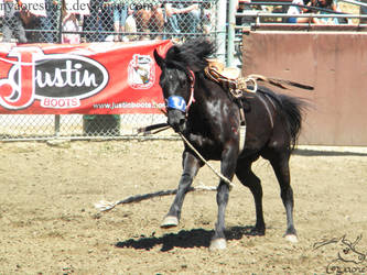 Rowell Ranch Rodeo - 16