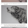 Wolf Card Walkthrough