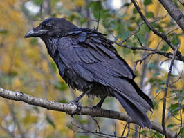 Corvus Corax