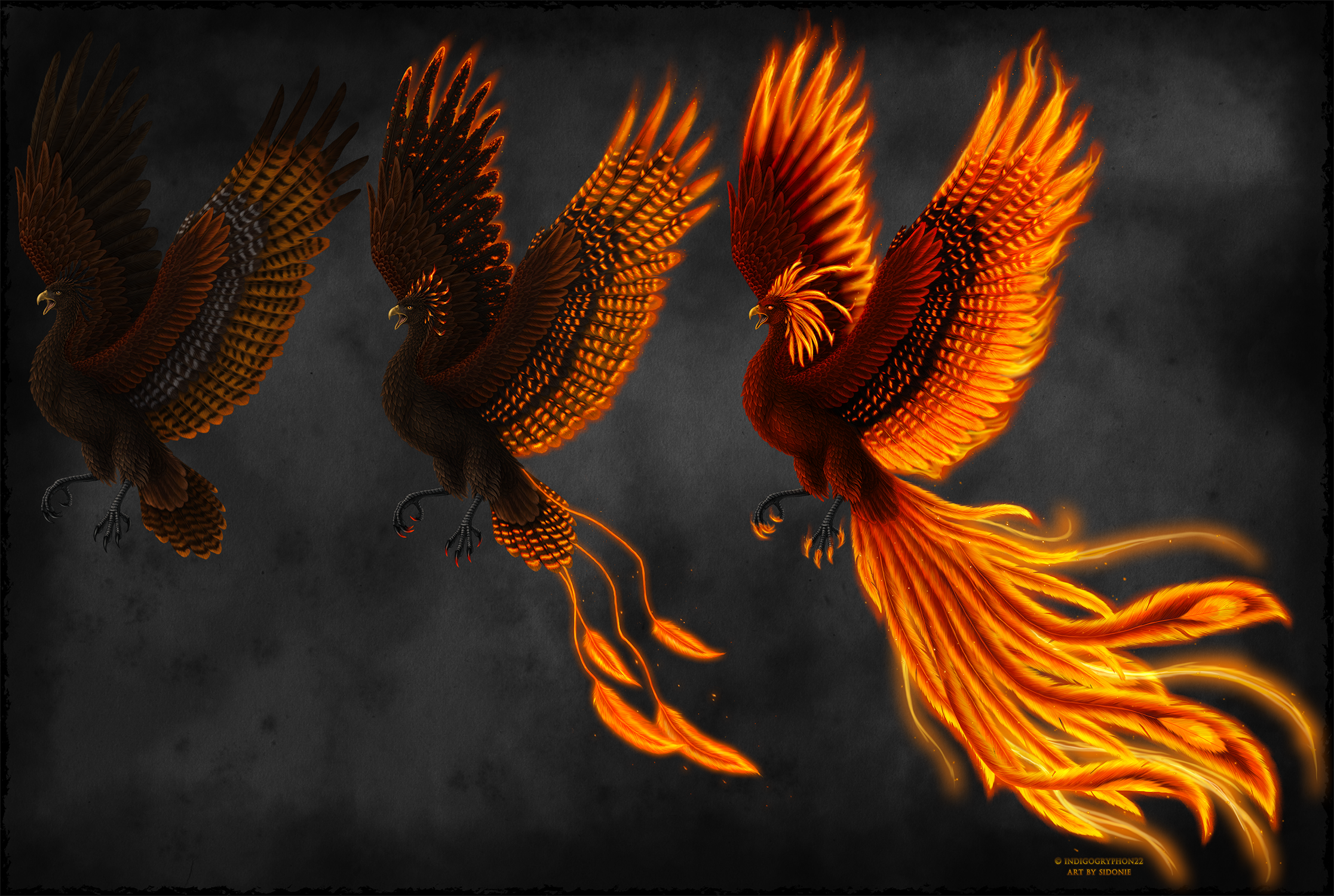 Phoenix Transformations