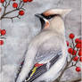 Bohemian Waxwing Card